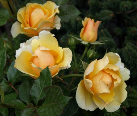 Róża patiowa (Rosa) 